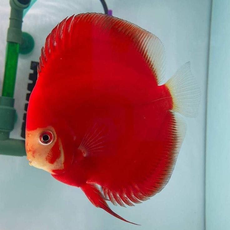 Pez disco Red Diamond