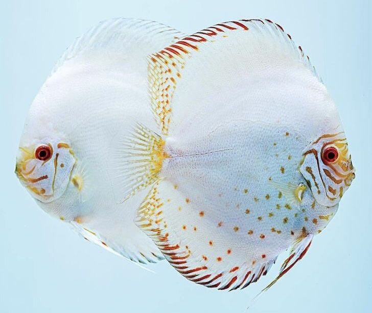 Pez disco white butterfly