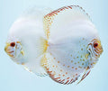 Pez disco white butterfly
