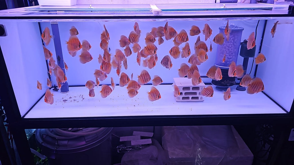 Pez disco turquesa galaxy