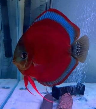 Pez disco red cover blue ring