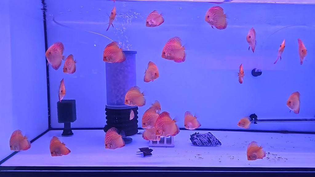 Pez disco checkboard jaguar