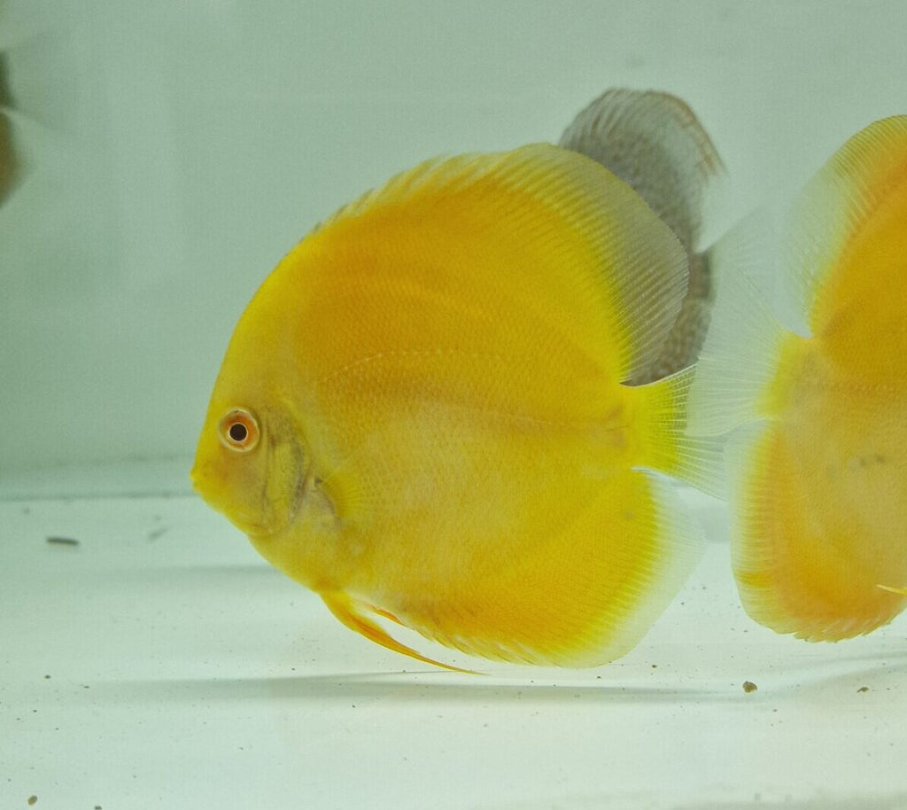 Pez disco albino pearl diamond