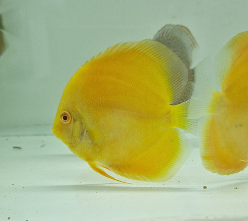 Pez disco albino pearl diamond