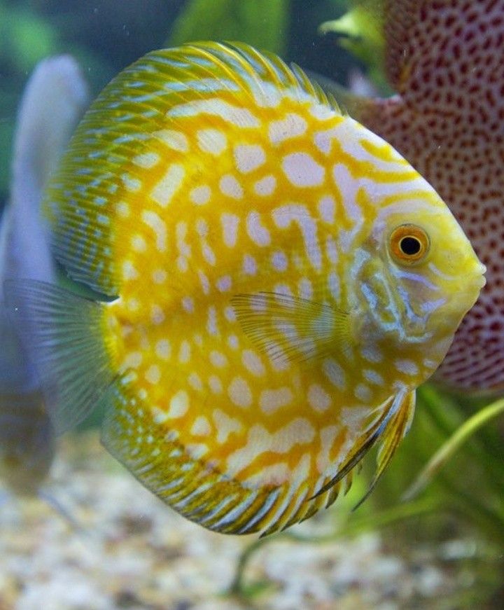 Pez disco yellow pigeon