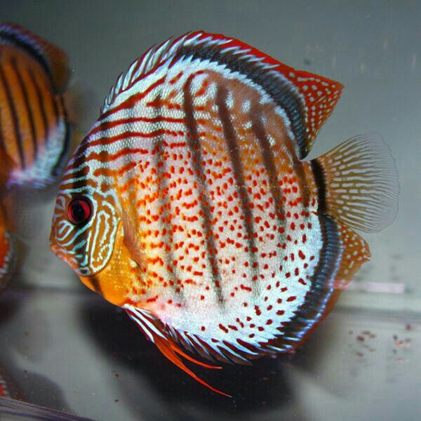Pez disco Red spotted green x turquesa.