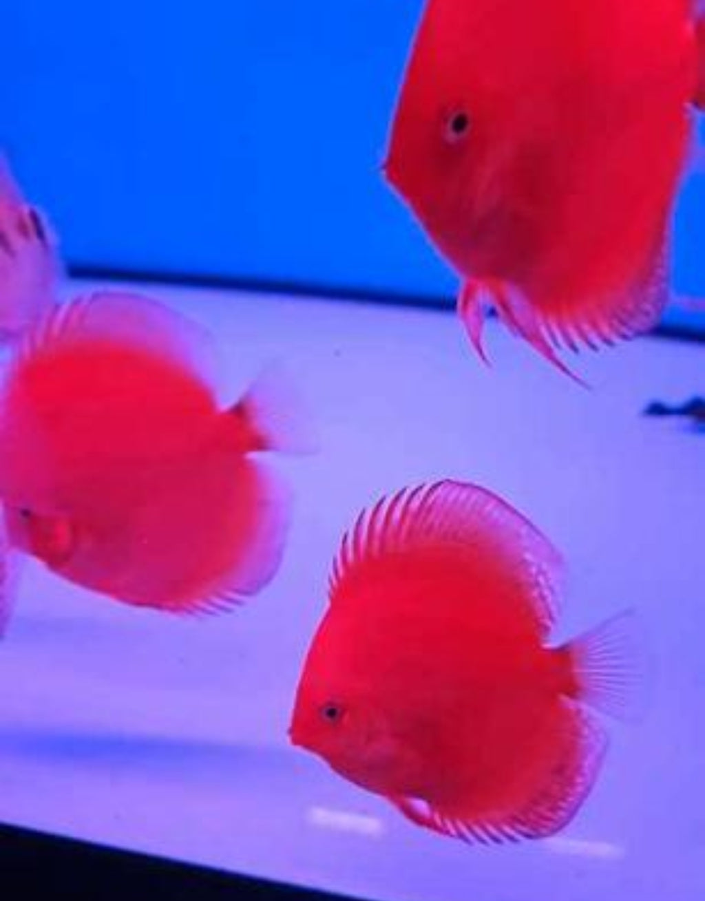 Pez disco Red Diamond