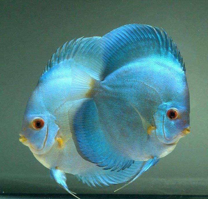 Pez disco blue diamond