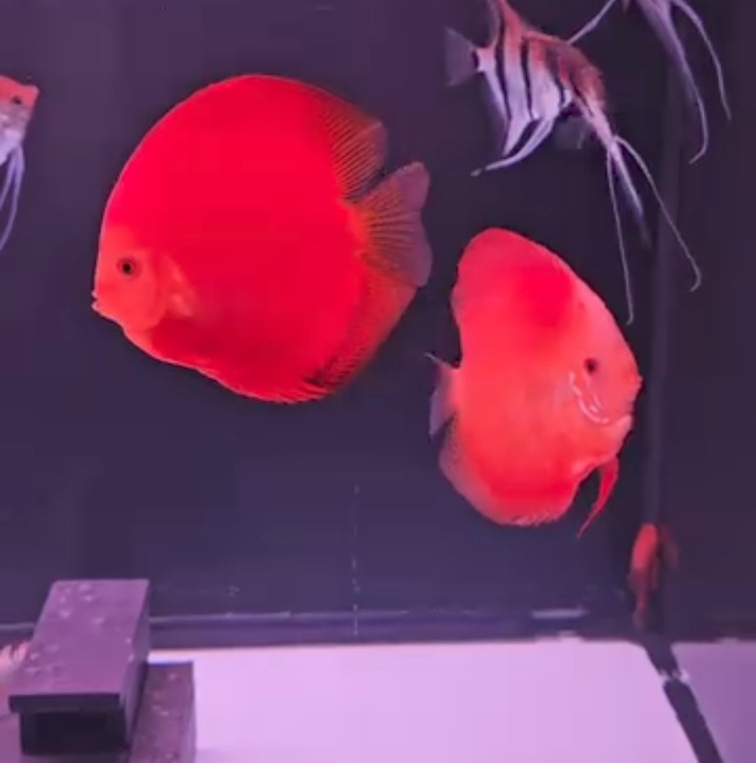 Pez disco Red Diamond