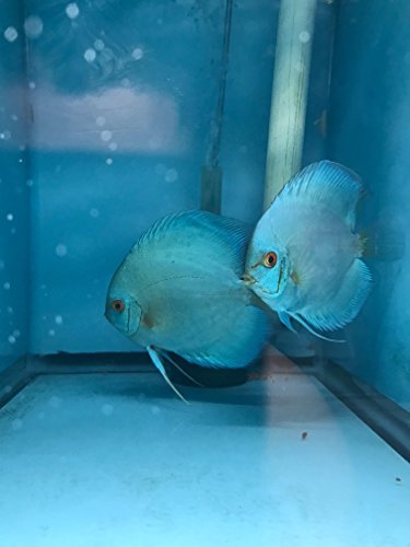 Pareja pez disco blue diamond