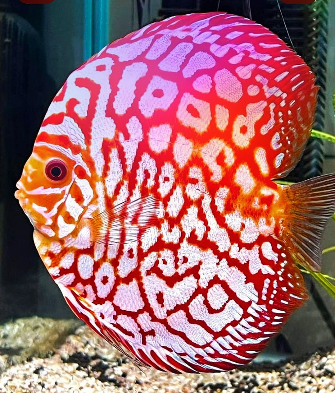 Pez disco checkboard jaguar