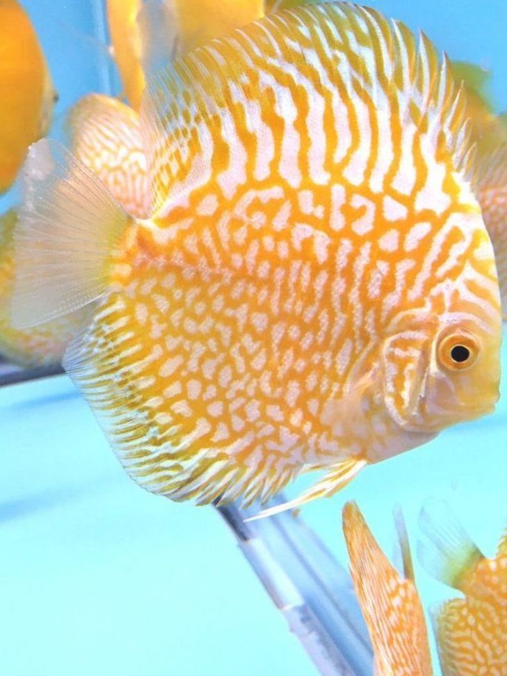 Pez disco yellow pigeon