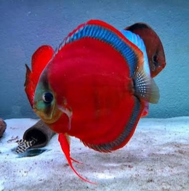 Pez disco red cover blue ring