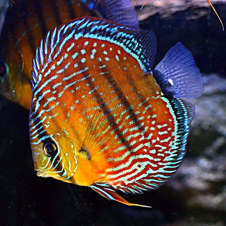 Pez disco cuipeua F2