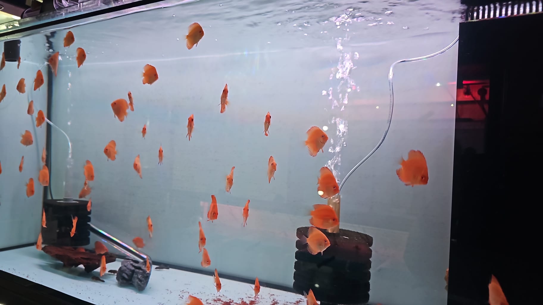 Pez disco checkboard jaguar