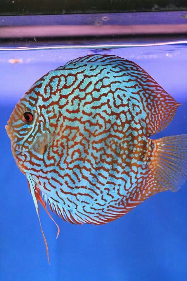 Pez disco turquesa galaxy