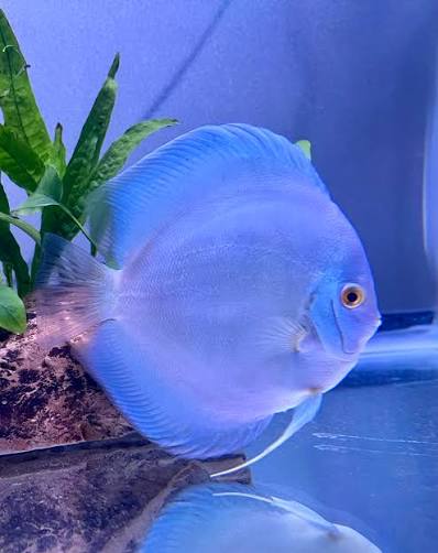 Pareja pez disco blue diamond