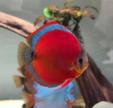 Pez disco red cover blue ring