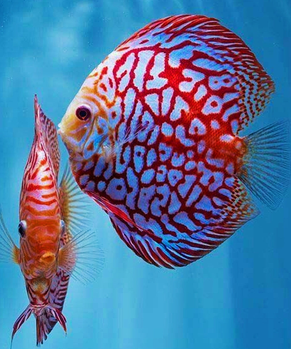 Pez disco checkboard jaguar