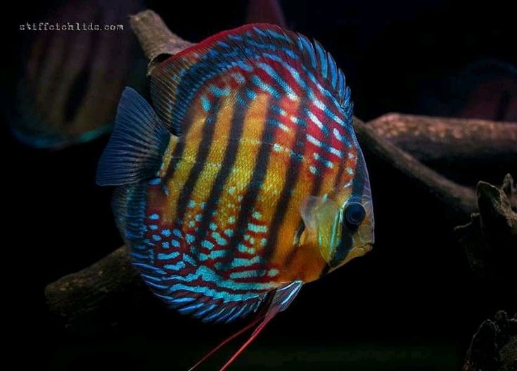 Pez disco cuipeua F2