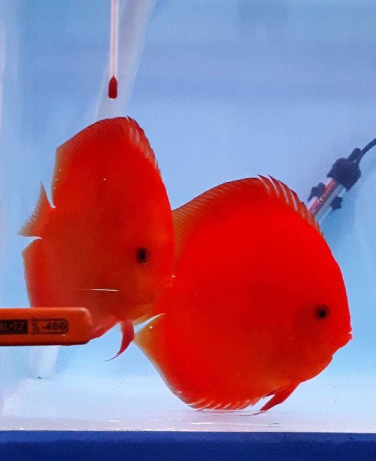 Pez disco Red Diamond