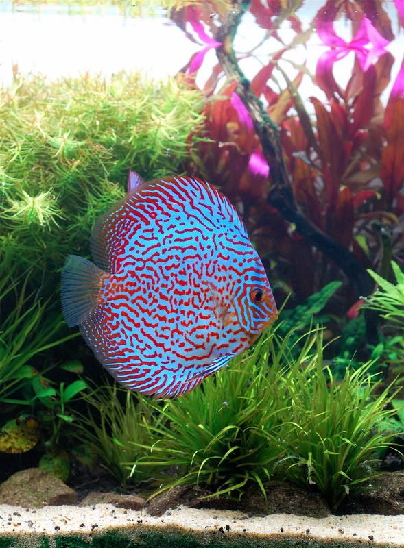 Pez disco turquesa galaxy