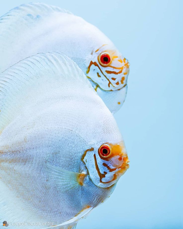 Pez disco white butterfly