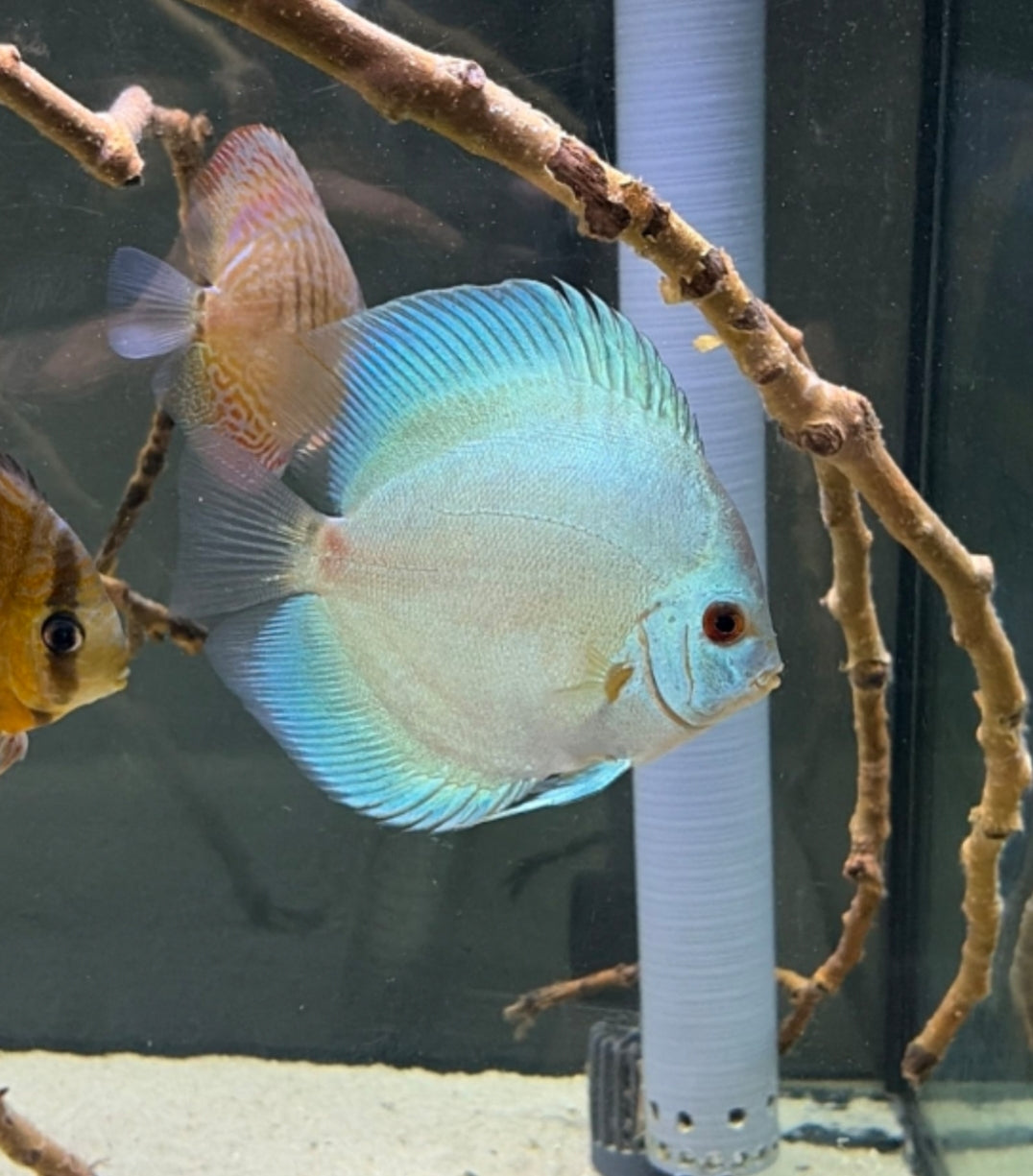 Pez disco blue diamond